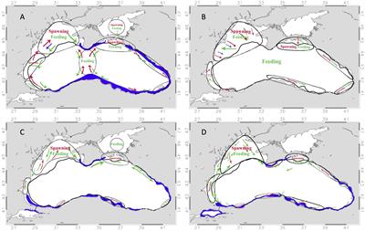 Investigating the impact of cross-shelf transport and local retention in the Black Sea Rim Current system on small pelagic fishes